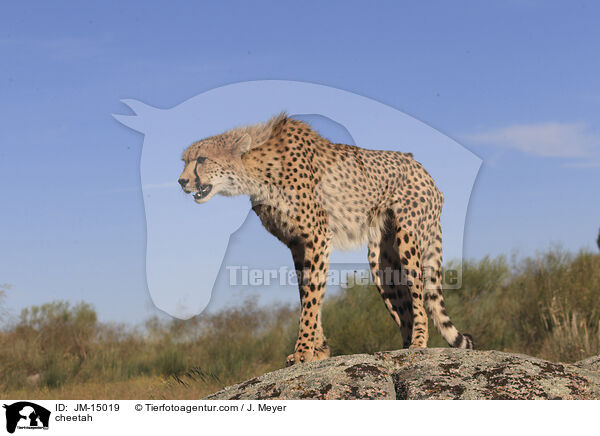 Gepard / cheetah / JM-15019