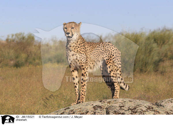 Gepard / cheetah / JM-15021