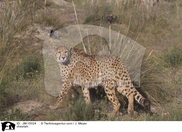 Gepard / cheetah / JM-15024