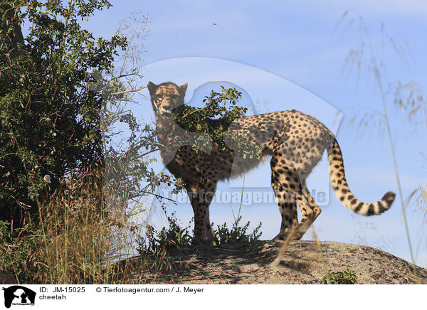 Gepard / cheetah / JM-15025