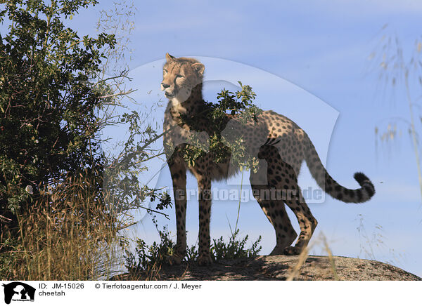 Gepard / cheetah / JM-15026