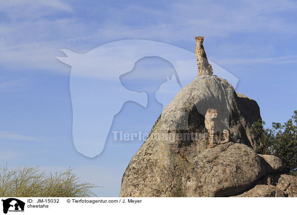 cheetahs / JM-15032