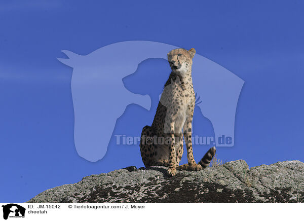 Gepard / cheetah / JM-15042