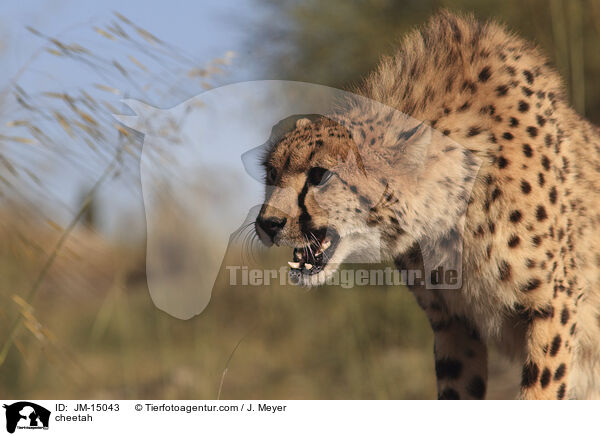 Gepard / cheetah / JM-15043