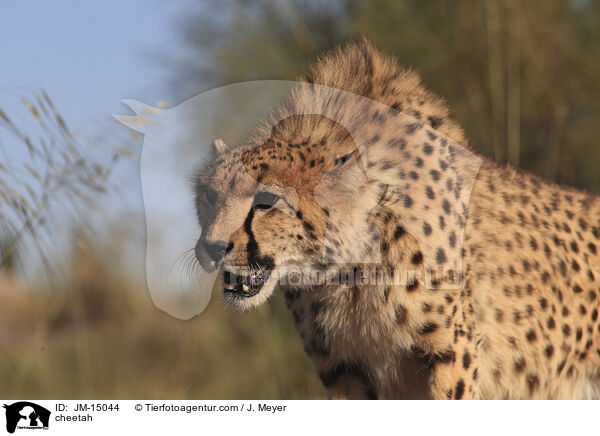 Gepard / cheetah / JM-15044