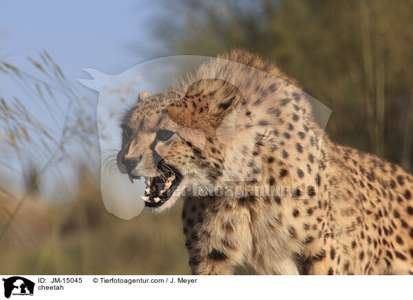 Gepard / cheetah / JM-15045