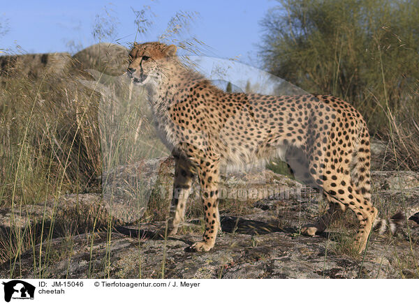 Gepard / cheetah / JM-15046