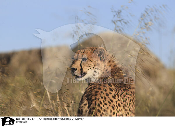 cheetah / JM-15047