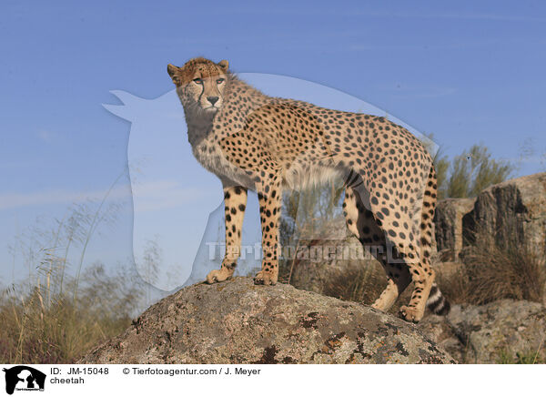 Gepard / cheetah / JM-15048