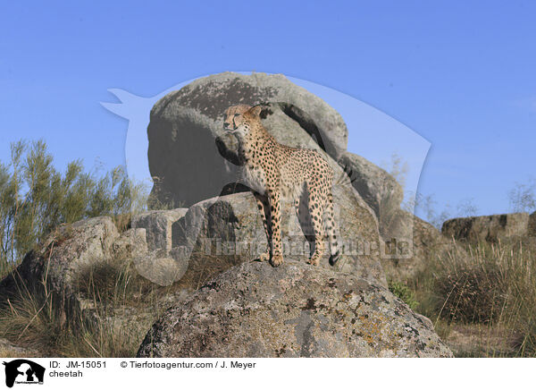 Gepard / cheetah / JM-15051