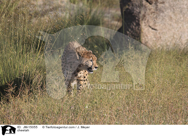 Gepard / cheetah / JM-15055