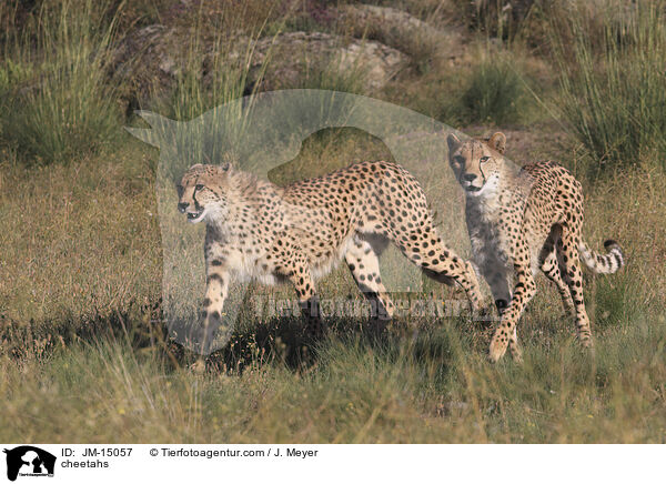 Geparden / cheetahs / JM-15057