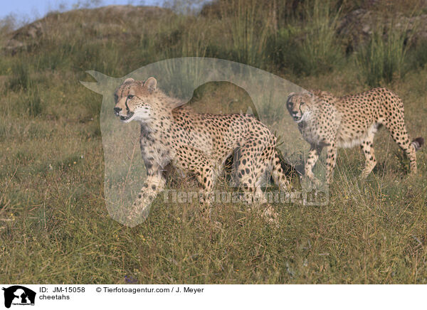 Geparden / cheetahs / JM-15058