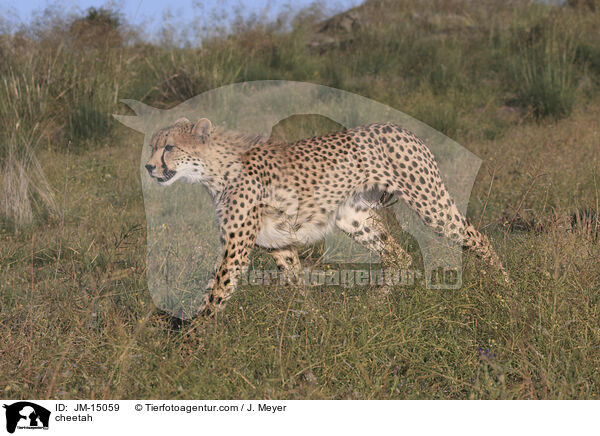 Gepard / cheetah / JM-15059