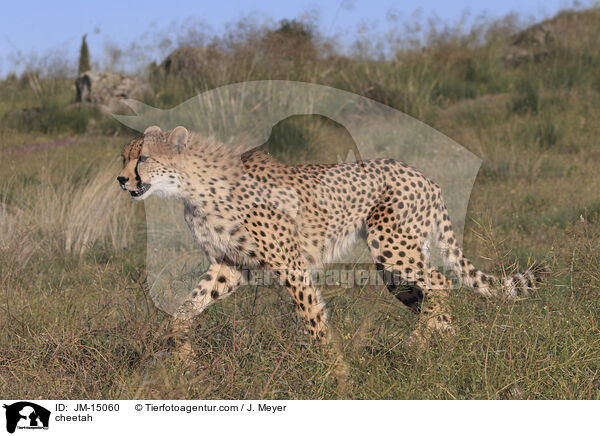 Gepard / cheetah / JM-15060