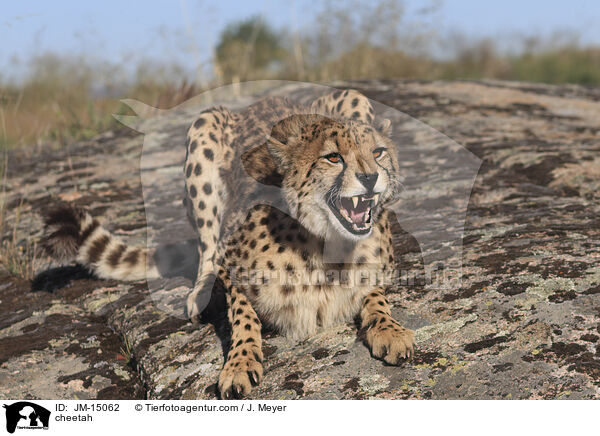 Gepard / cheetah / JM-15062