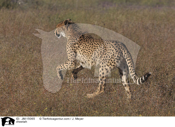 cheetah / JM-15065