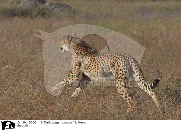 Gepard / cheetah / JM-15066