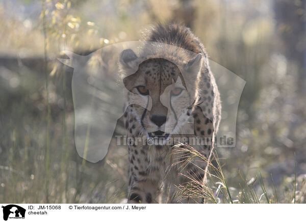 Gepard / cheetah / JM-15068
