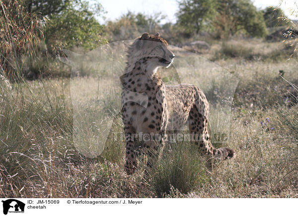 Gepard / cheetah / JM-15069