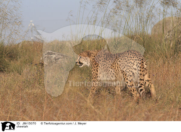 Gepard / cheetah / JM-15070