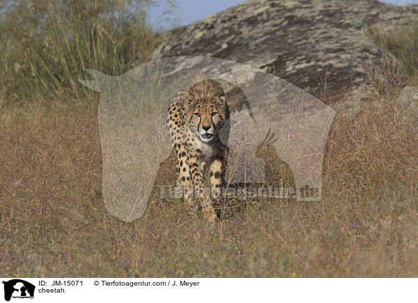 cheetah / JM-15071