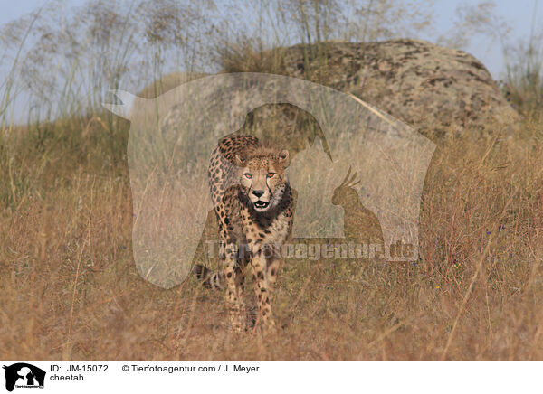cheetah / JM-15072