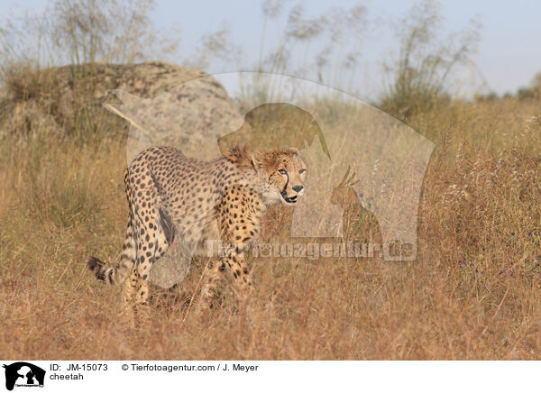 Gepard / cheetah / JM-15073