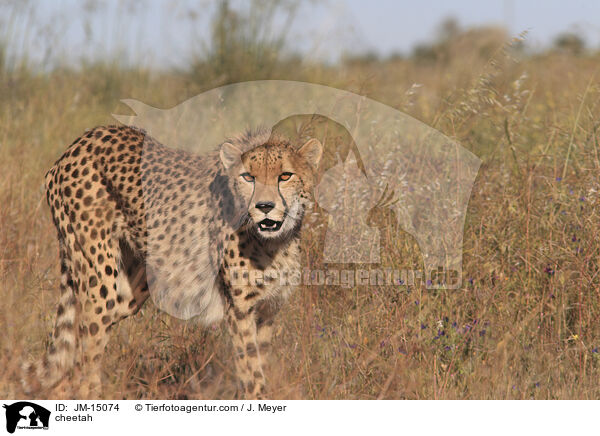 cheetah / JM-15074