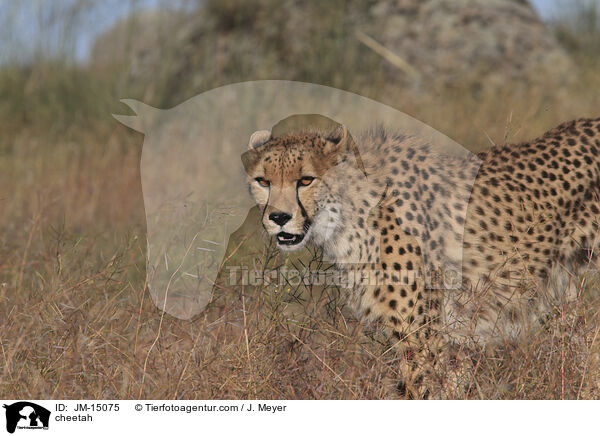 cheetah / JM-15075