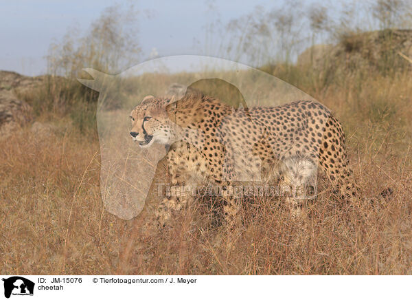Gepard / cheetah / JM-15076