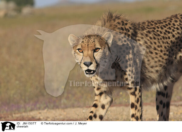 Gepard / cheetah / JM-15077