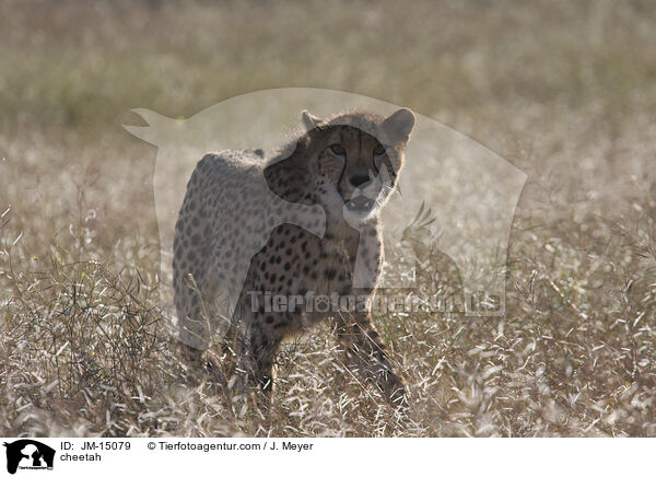 Gepard / cheetah / JM-15079