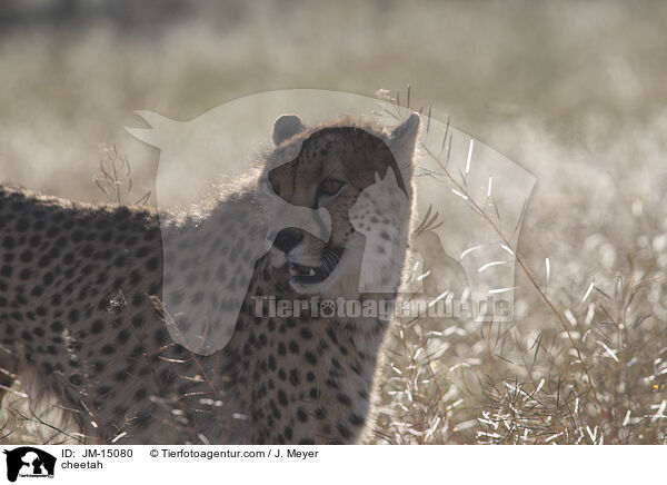 Gepard / cheetah / JM-15080