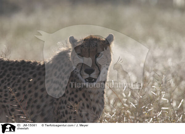 cheetah / JM-15081