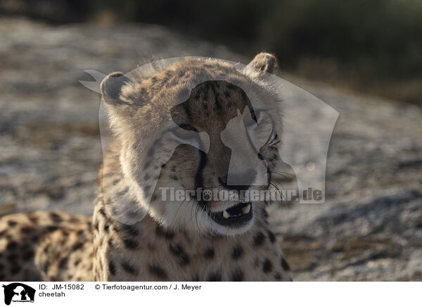 Gepard / cheetah / JM-15082
