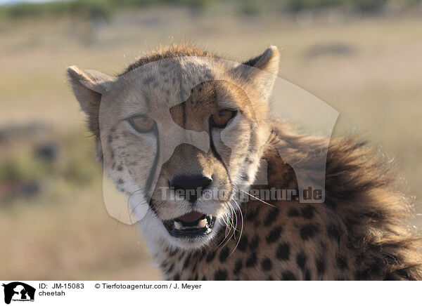 Gepard / cheetah / JM-15083
