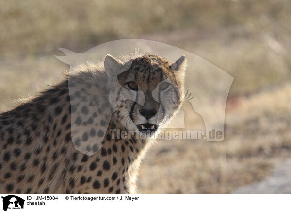 cheetah / JM-15084