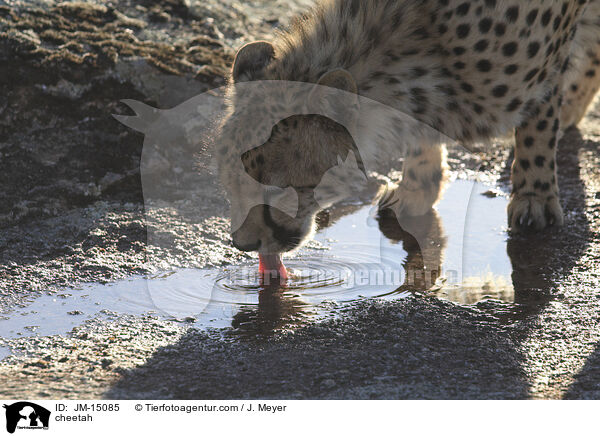 Gepard / cheetah / JM-15085