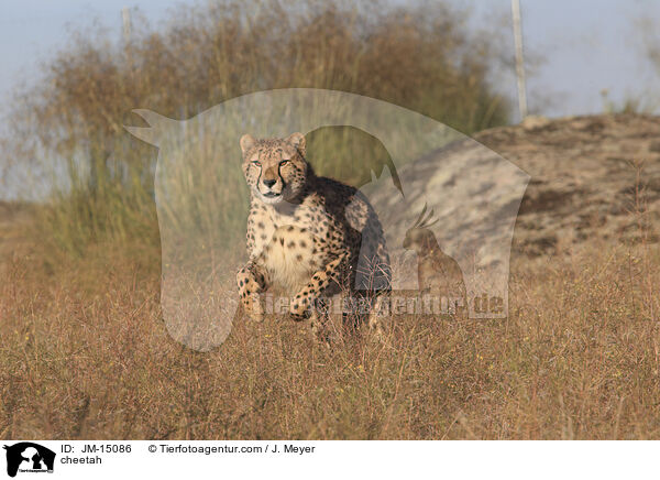 Gepard / cheetah / JM-15086