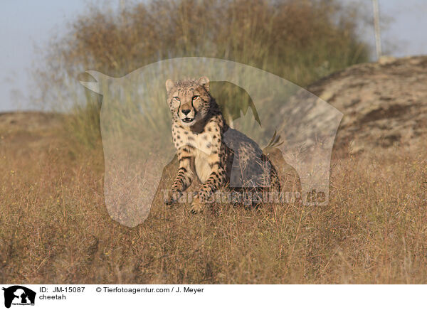 Gepard / cheetah / JM-15087