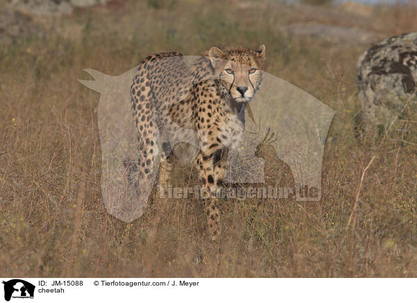 cheetah / JM-15088