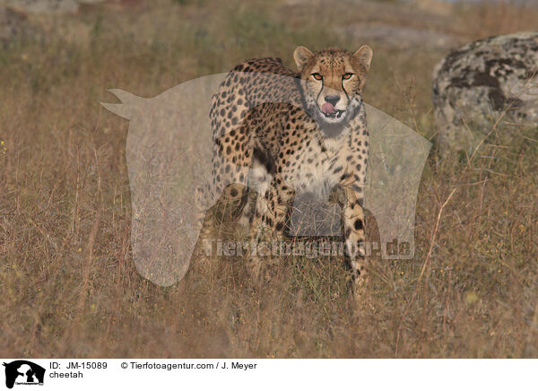cheetah / JM-15089