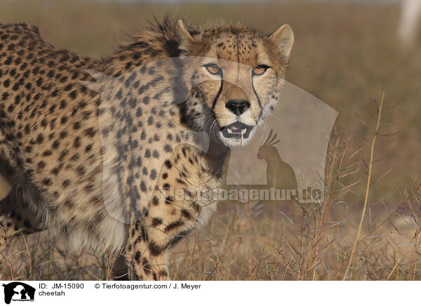 Gepard / cheetah / JM-15090