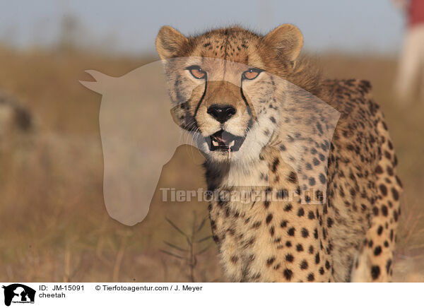 cheetah / JM-15091