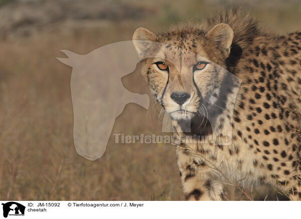 Gepard / cheetah / JM-15092