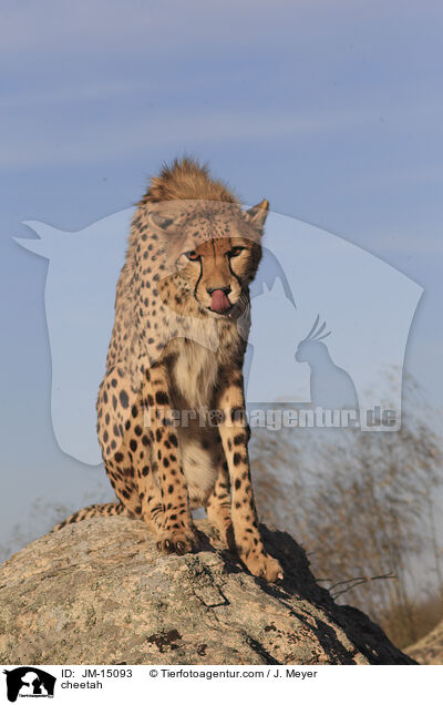 Gepard / cheetah / JM-15093