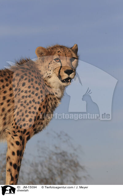 Gepard / cheetah / JM-15094