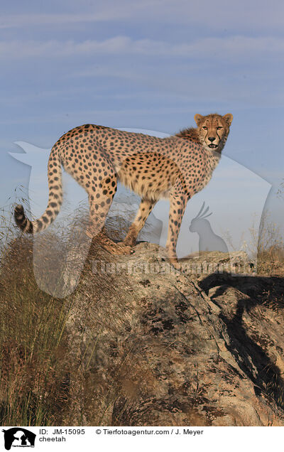 cheetah / JM-15095
