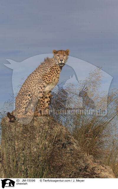 Gepard / cheetah / JM-15096